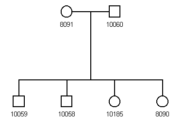 Pedigree 95B