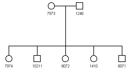 Pedigree 95D