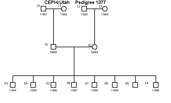 Pedigree