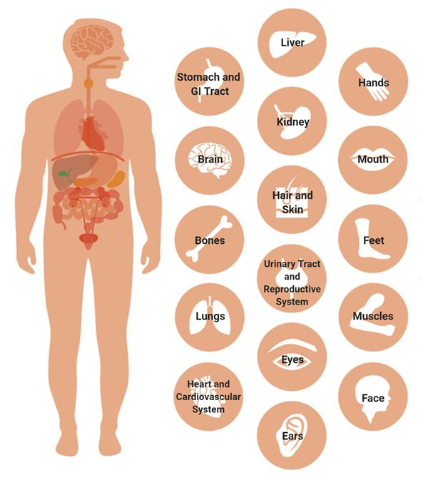 Organ Map